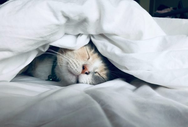 hypnosis for insomnia hypnosis for insomnia cat sleeping