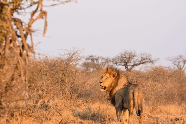 brown_lion-scopio-ae7554d1-8be2-4285-8b2d-5b3cd79927e3-min (1) safari lion