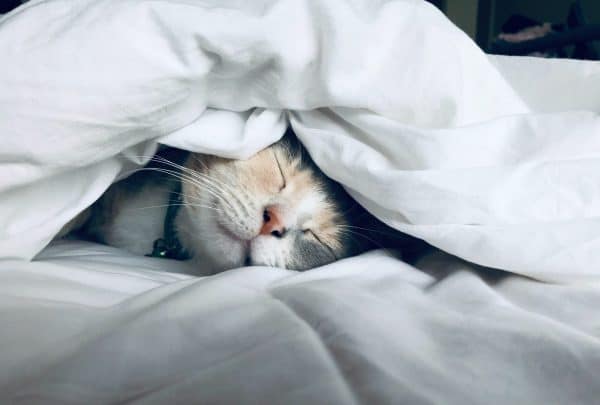 hypnosis for insomnia cat sleeping